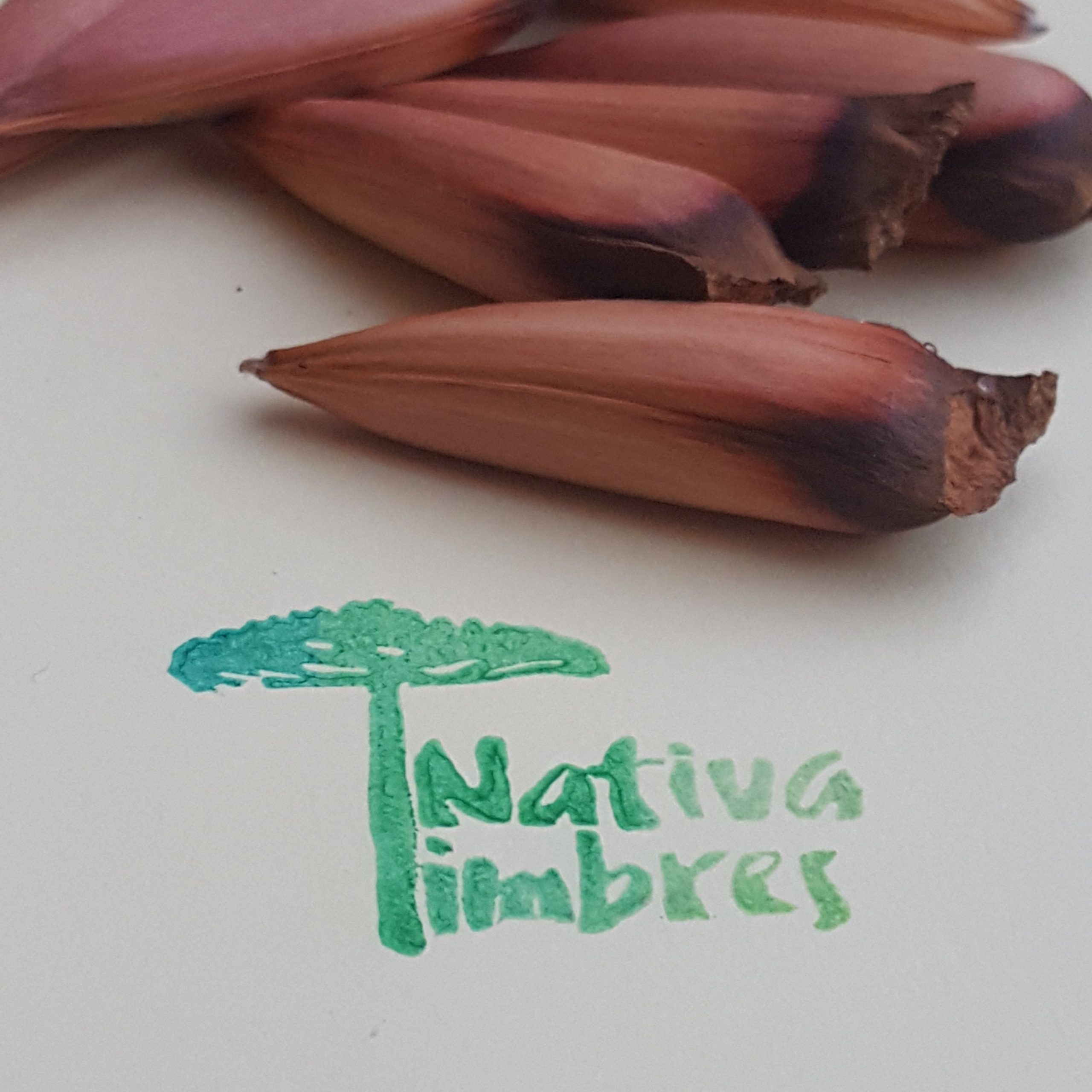 Nativa Timbres – Lorena Pasten