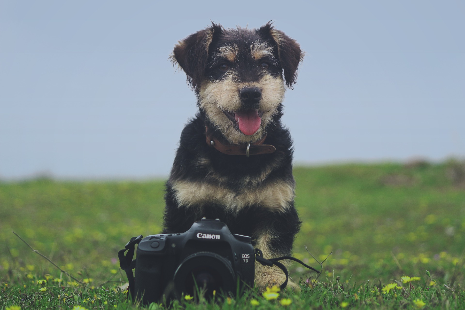 5 sencillos pasos para sacar las mejores fotos a tus mascotas